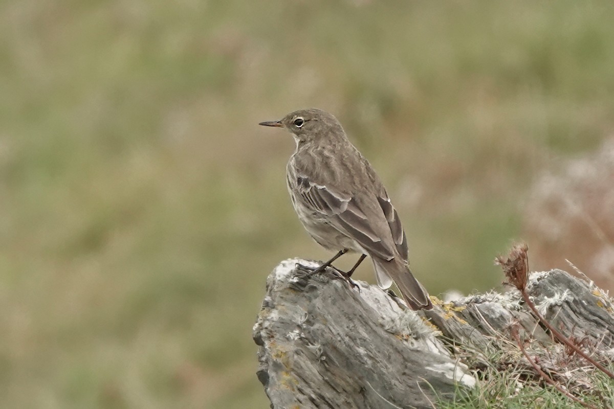 Rock Pipit - ML641573396
