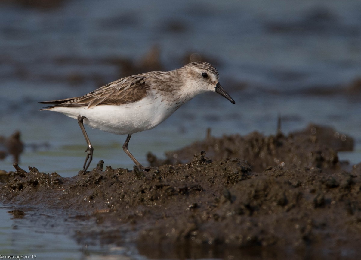 Semipalmated Sandpiper - russ ogden