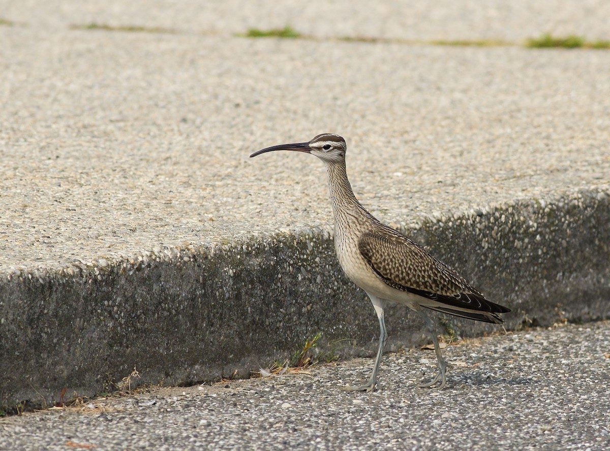 Whimbrel - ML641573500