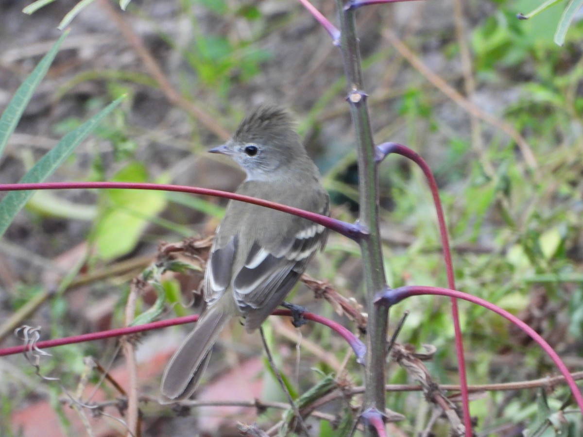 Yellow-bellied Elaenia - ML641573544