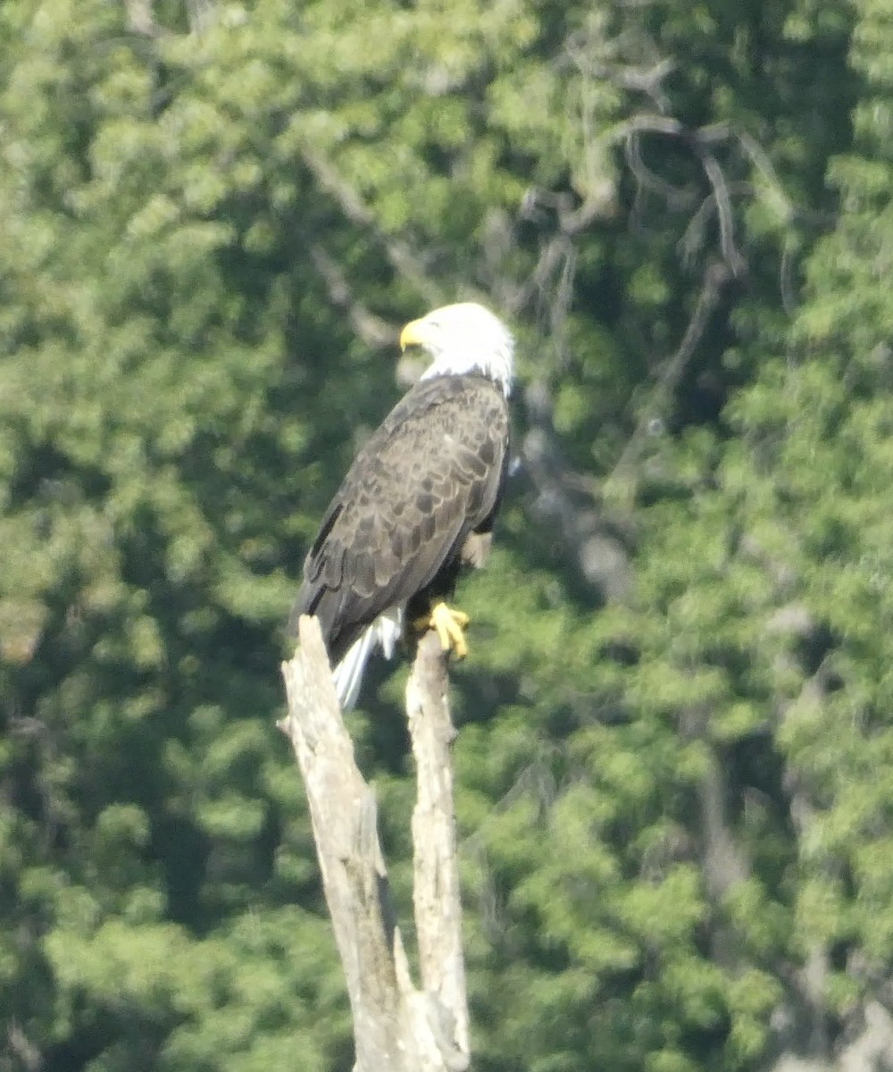 Bald Eagle - ML641573562