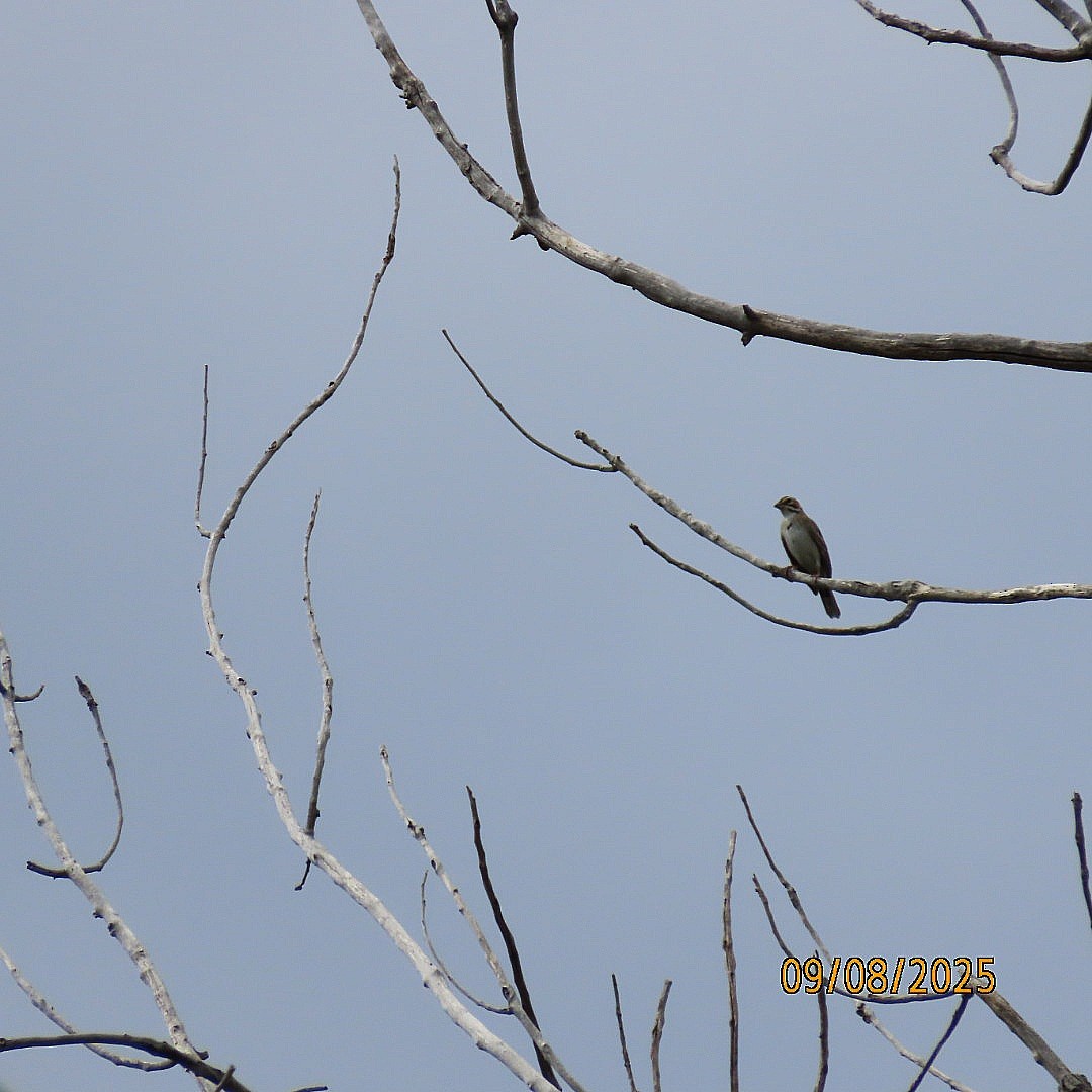 Lark Sparrow - ML641573606