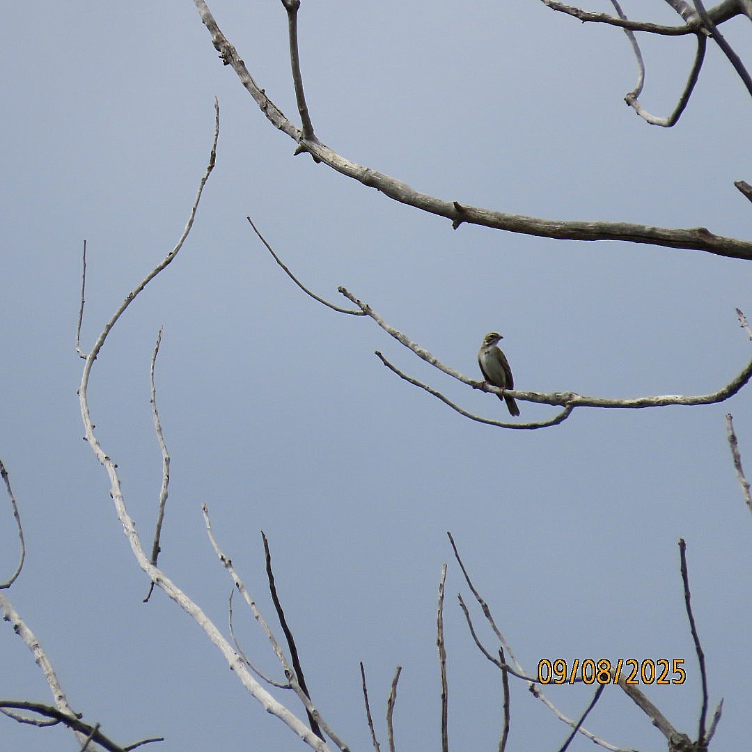 Lark Sparrow - ML641573607