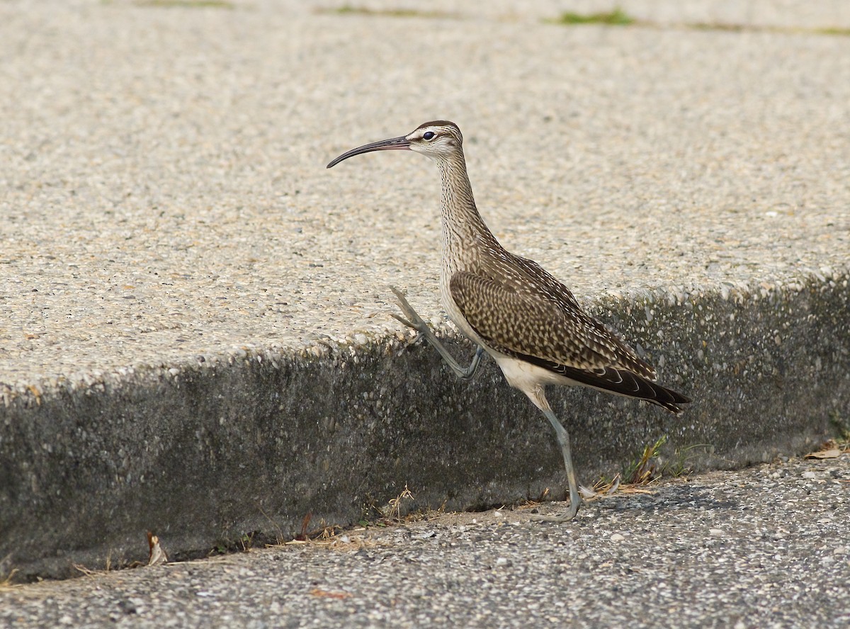 Whimbrel - ML641573634