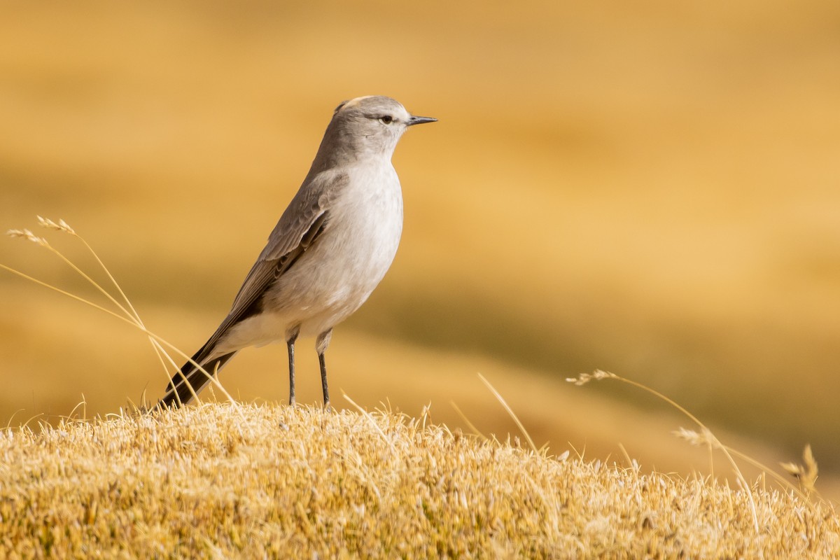 Ochre-naped Ground-Tyrant - ML641573642