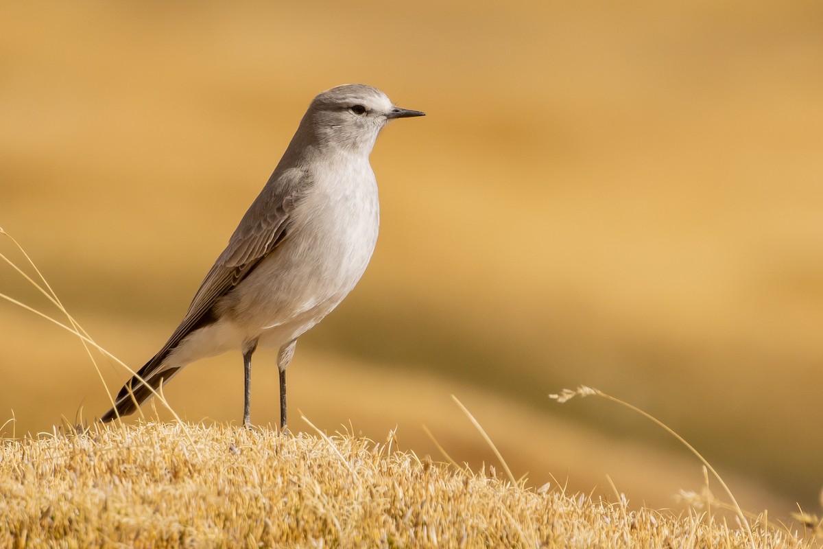 Ochre-naped Ground-Tyrant - ML641573643