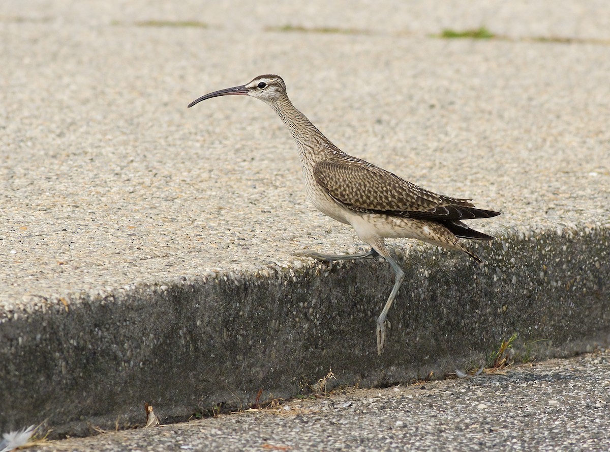 Whimbrel - ML641573647