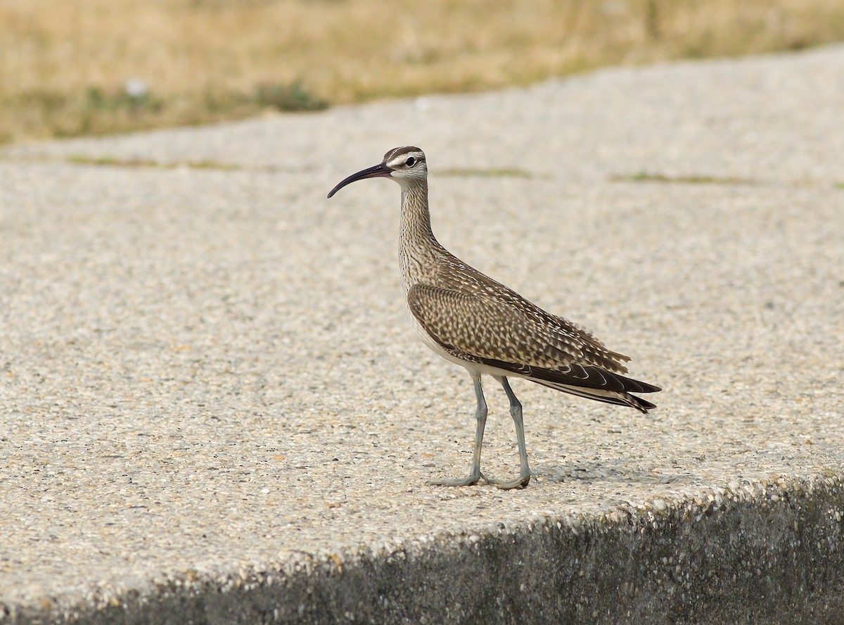Whimbrel - ML641573655