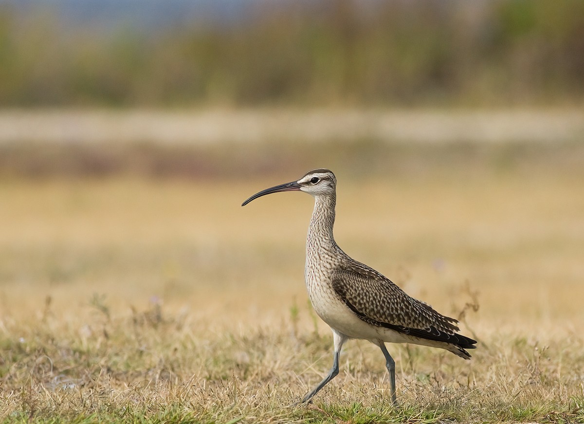 Whimbrel - ML641573672