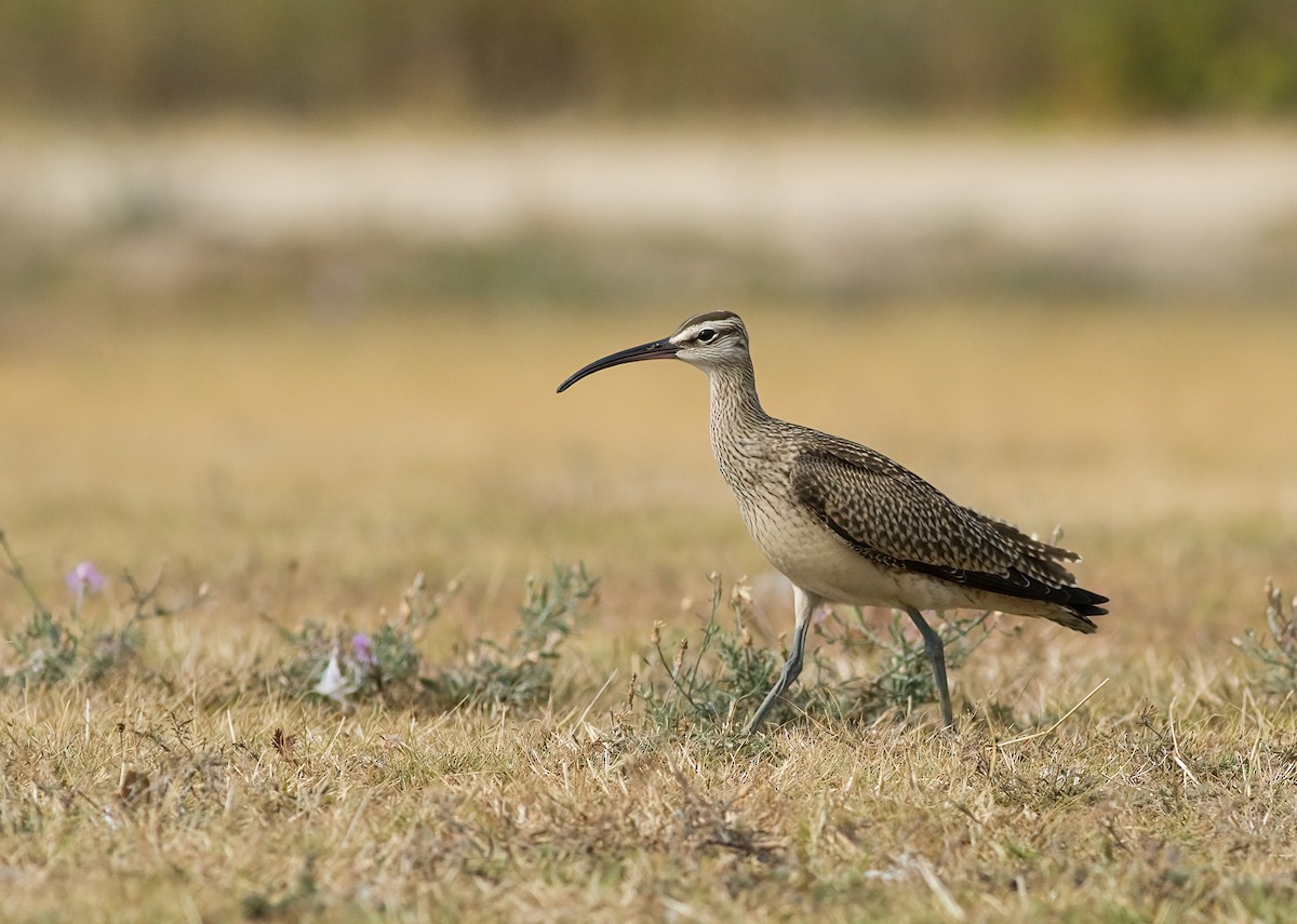 Whimbrel - ML641573677