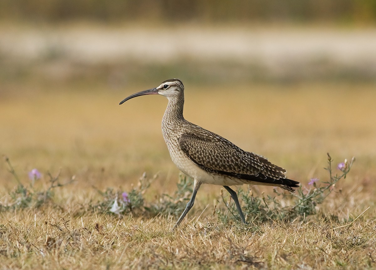 Whimbrel - ML641573684