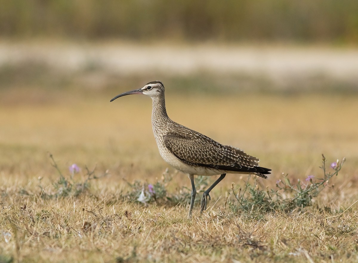 Whimbrel - ML641573686