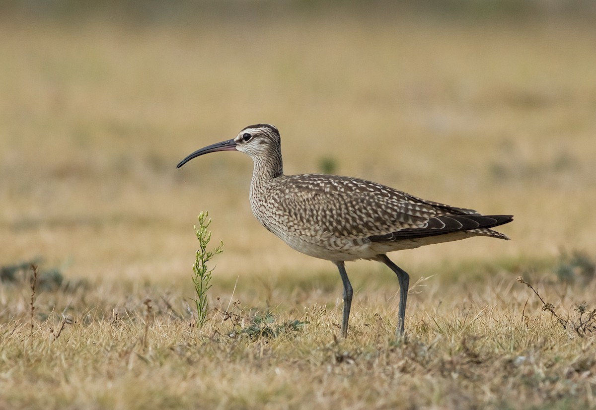 Whimbrel - ML641573689