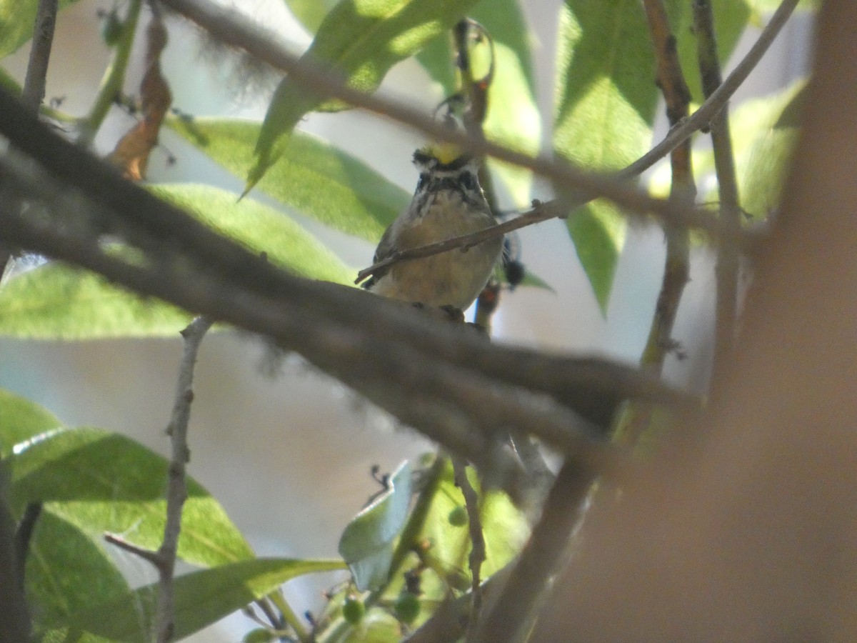 Golden-crowned Kinglet - ML641573696
