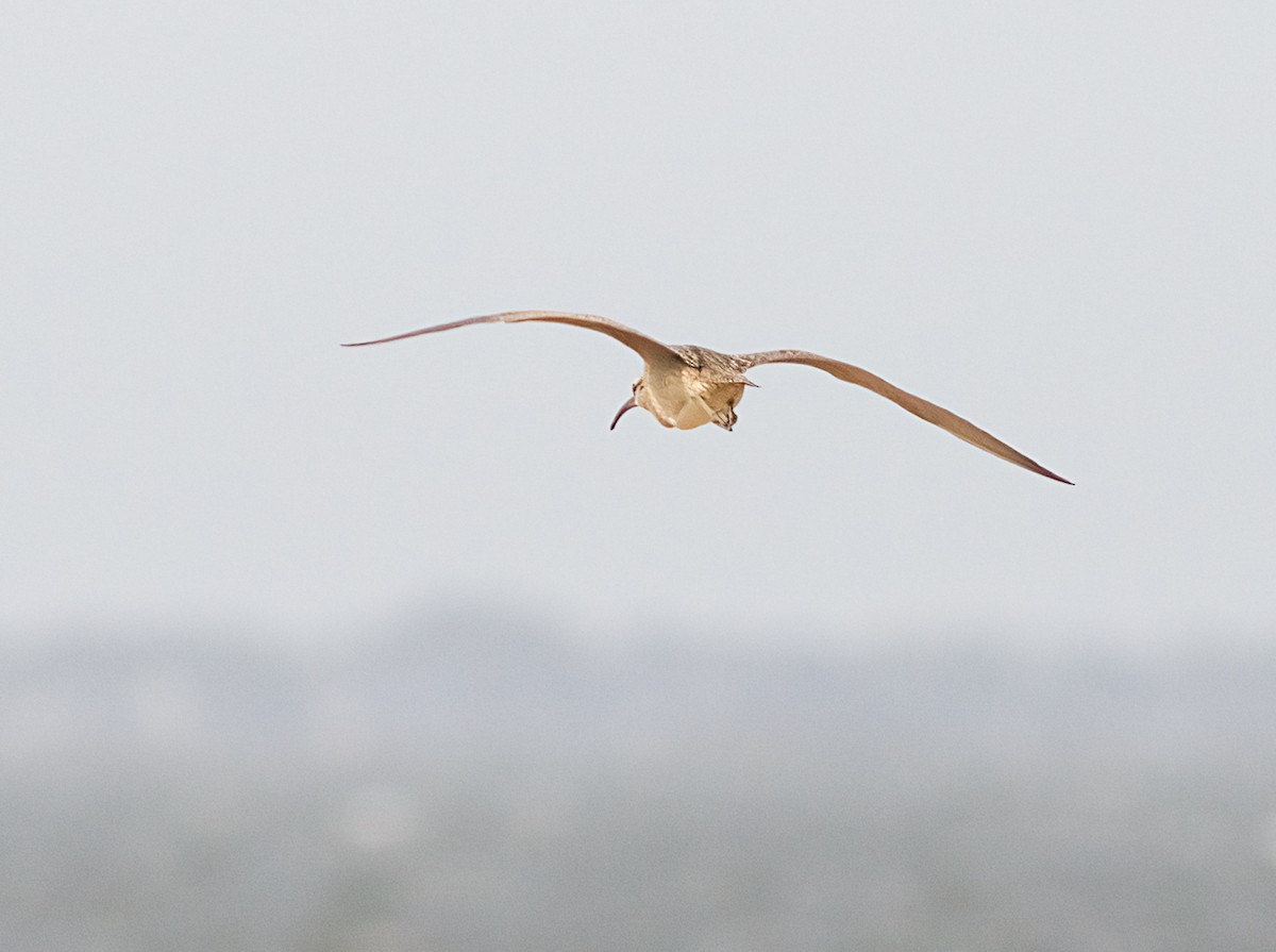 Whimbrel - ML641573697