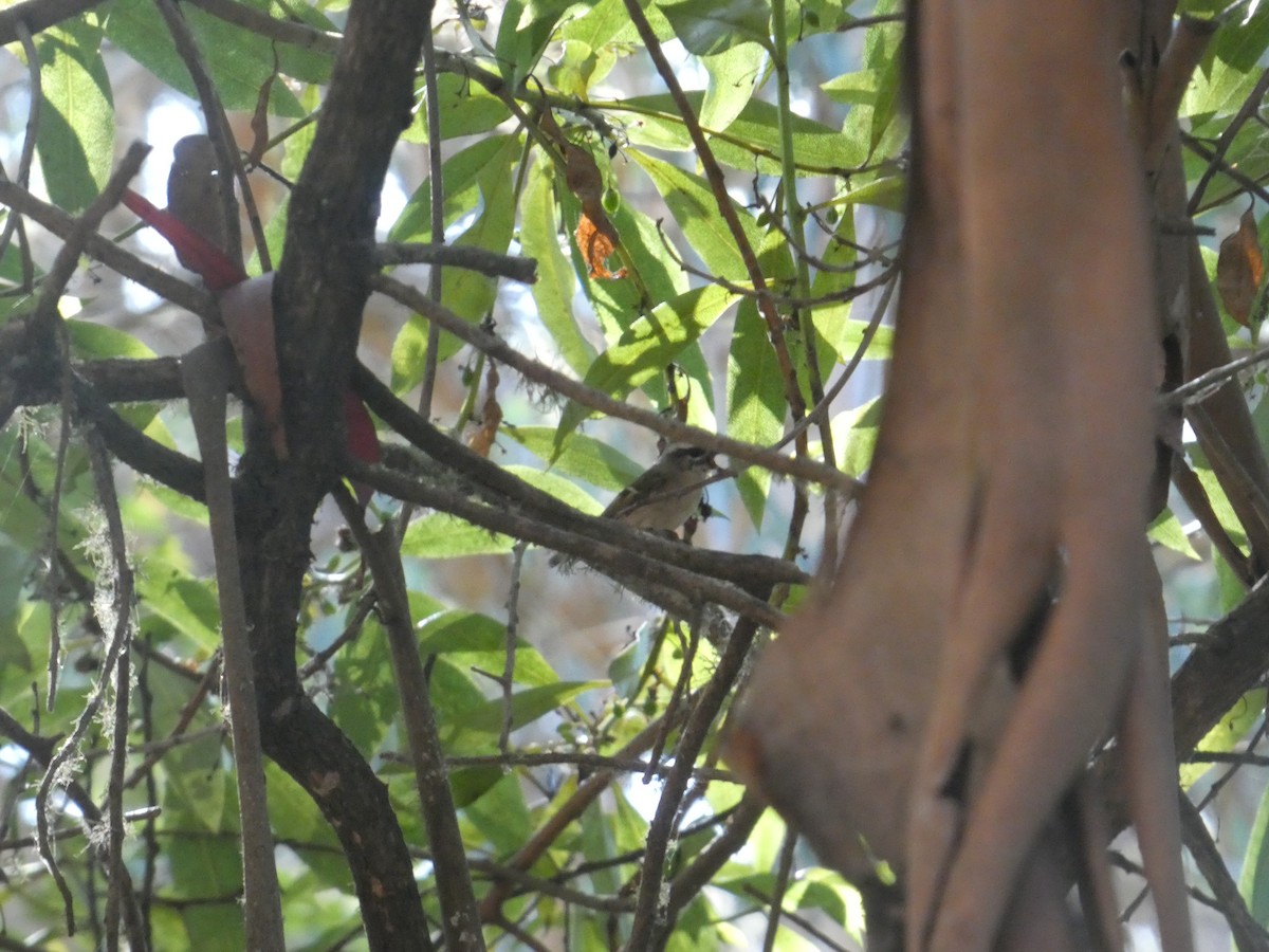 Golden-crowned Kinglet - ML641573721