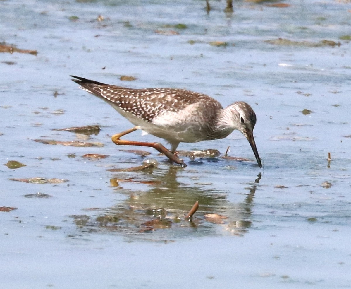 Lesser Yellowlegs - ML641573810