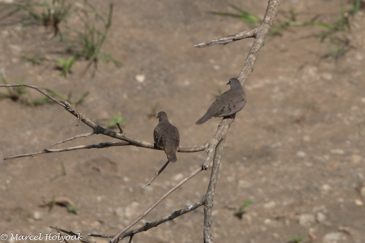 Plain-breasted Ground Dove - ML641573900