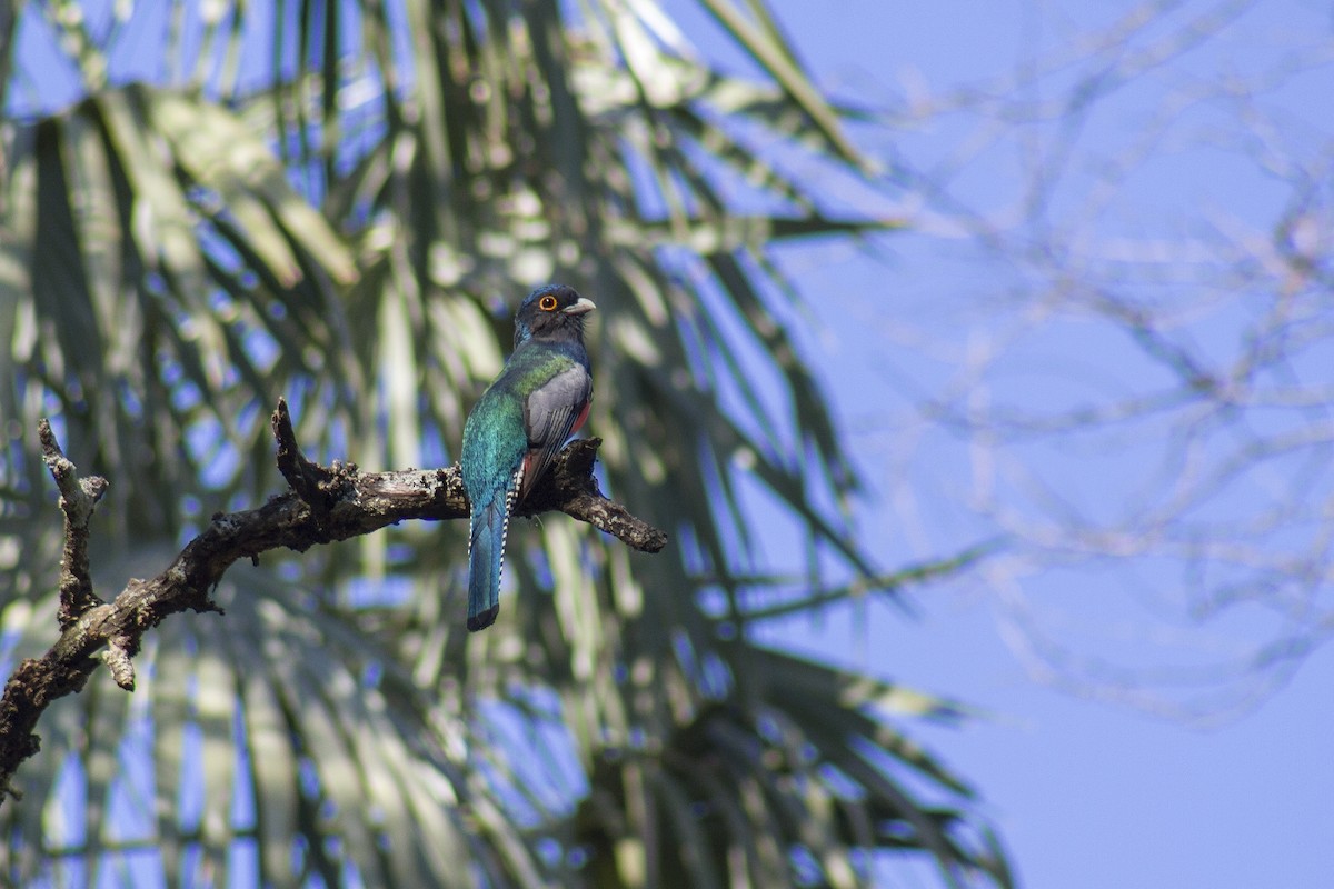 Blue-crowned Trogon - ML641573943