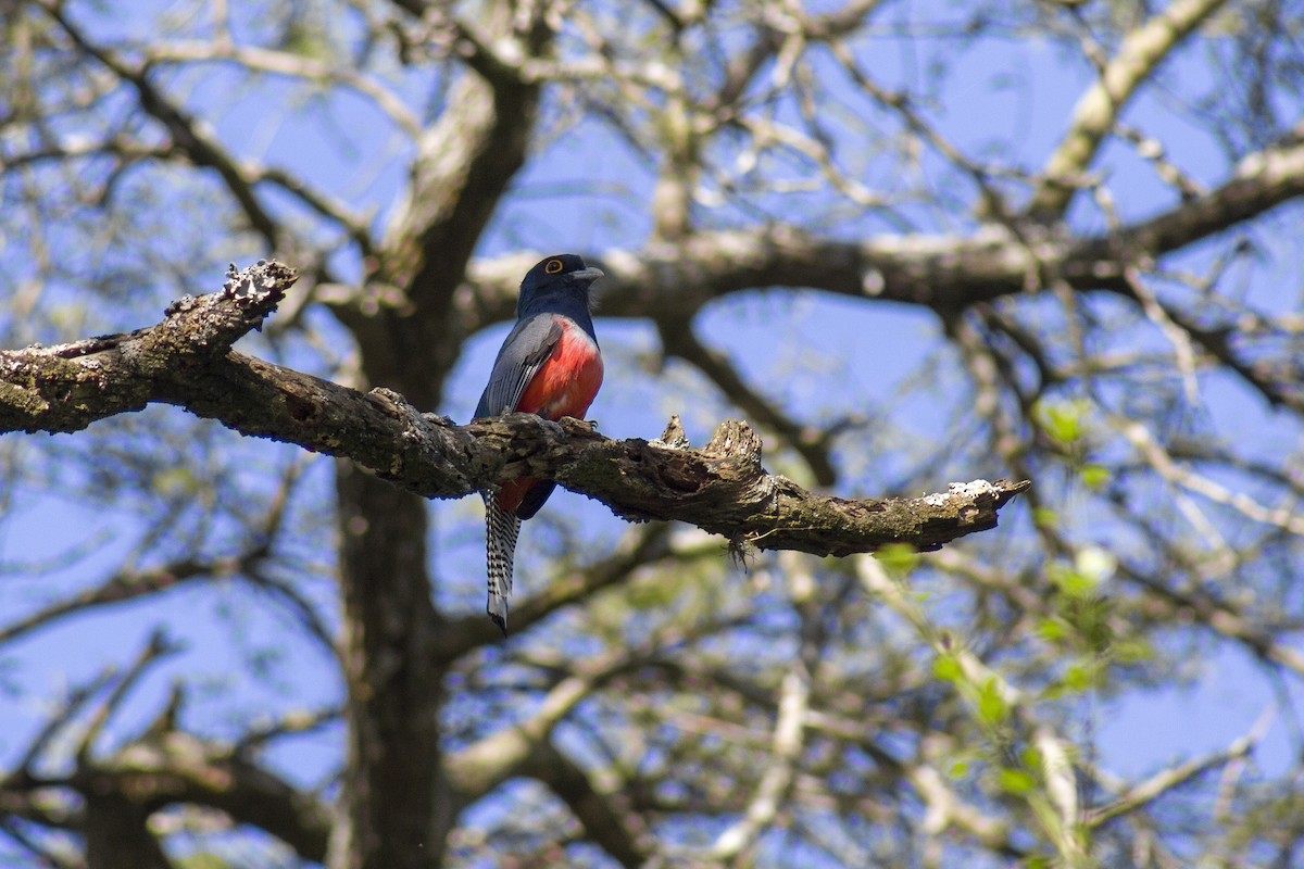 Blue-crowned Trogon - ML641573944