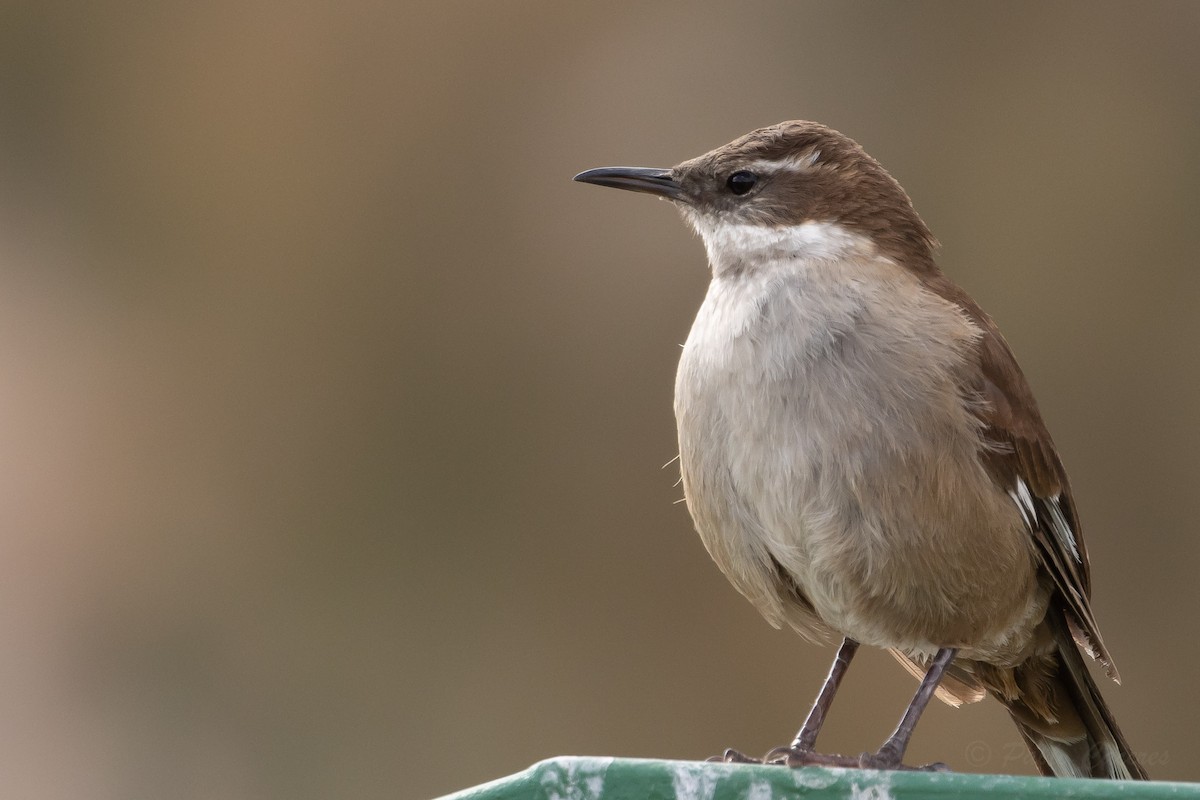 White-winged Cinclodes - ML641574055