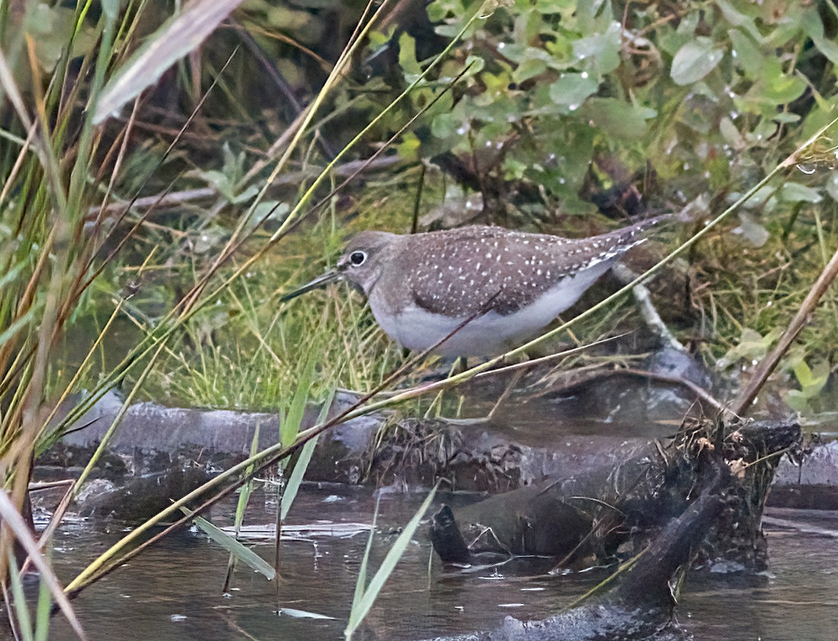 Solitary Sandpiper - ML641574056