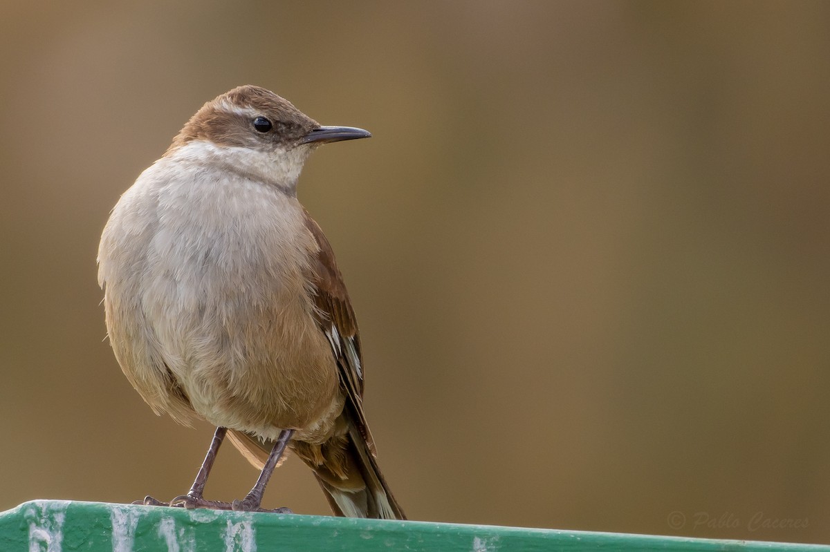 White-winged Cinclodes - ML641574057