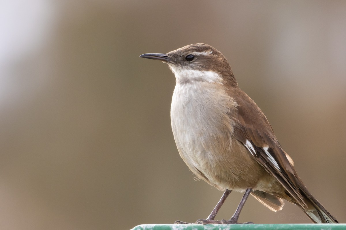 White-winged Cinclodes - ML641574058