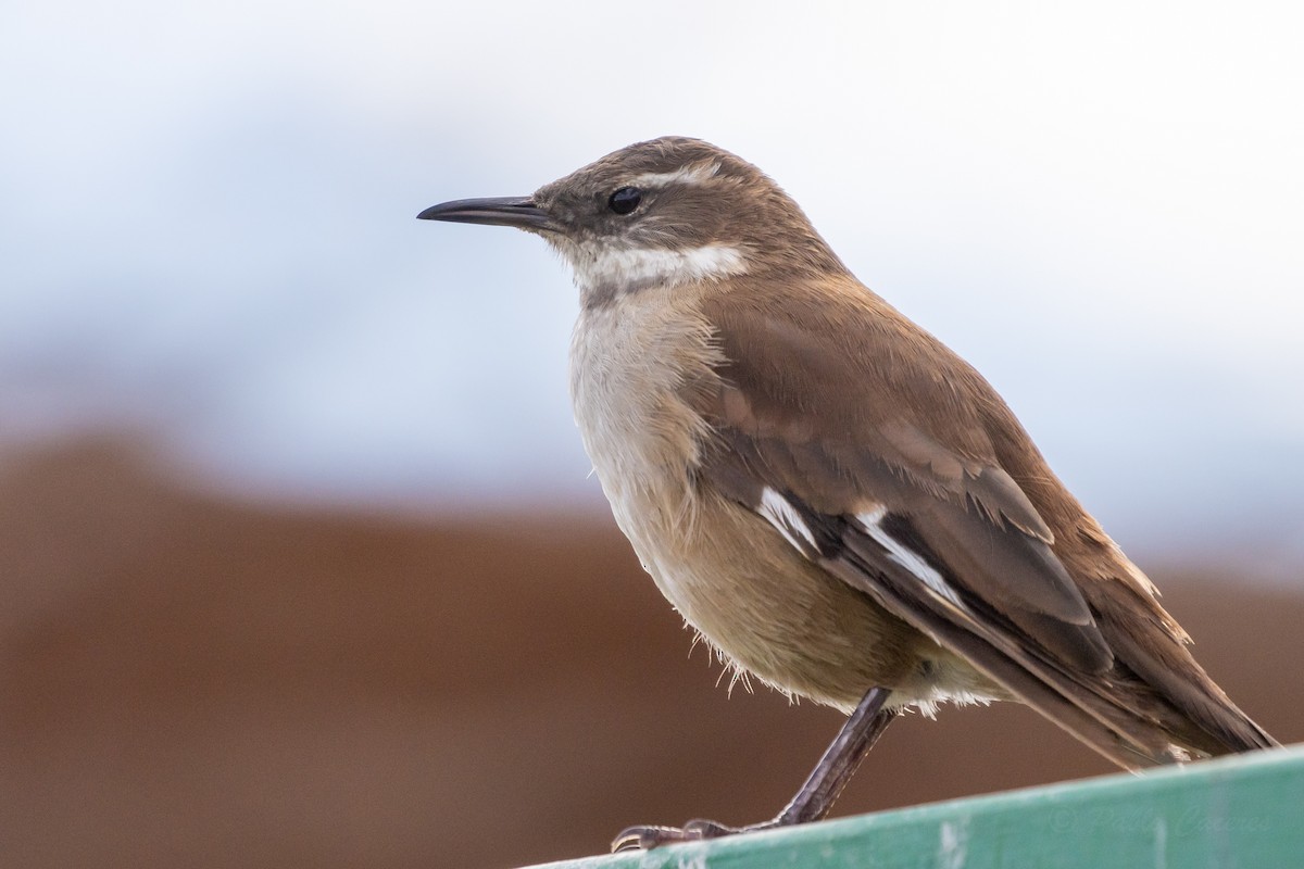 White-winged Cinclodes - ML641574059