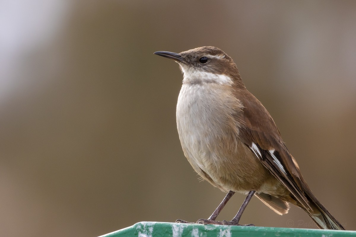 White-winged Cinclodes - ML641574060