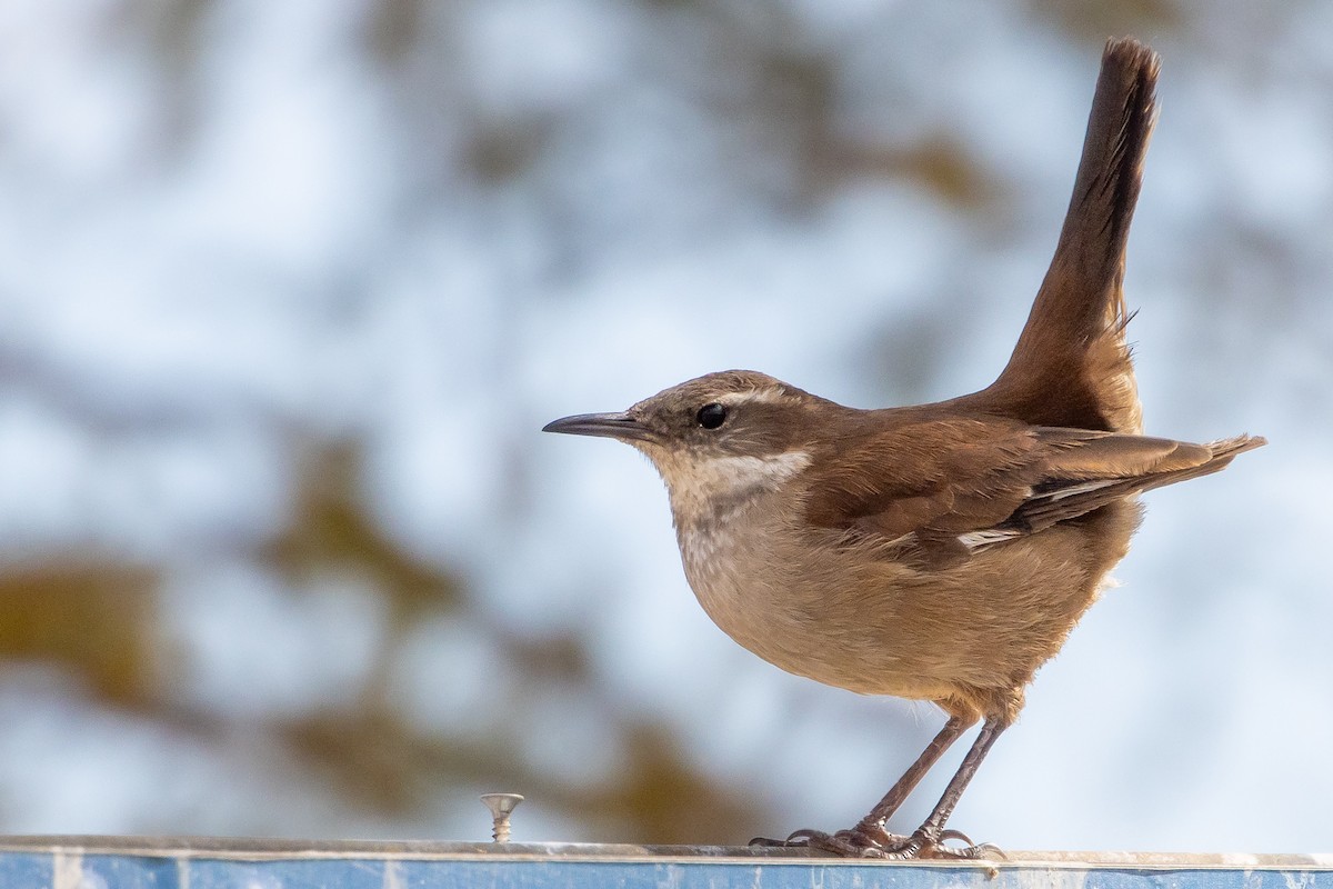 White-winged Cinclodes - ML641574061