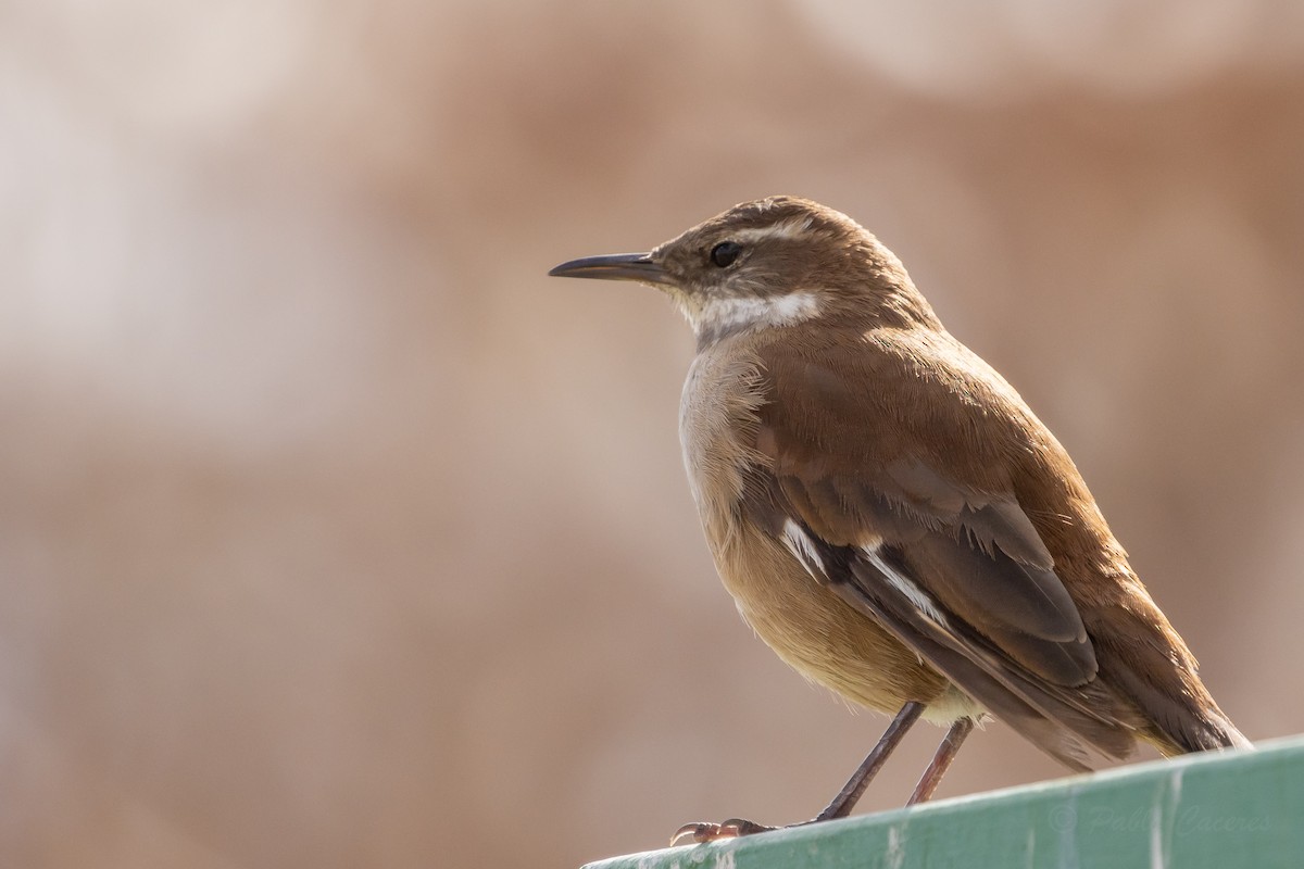 White-winged Cinclodes - ML641574062