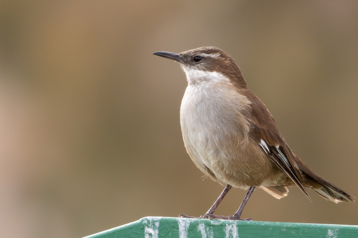 White-winged Cinclodes - ML641574063