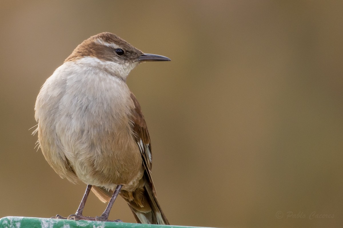 White-winged Cinclodes - ML641574064