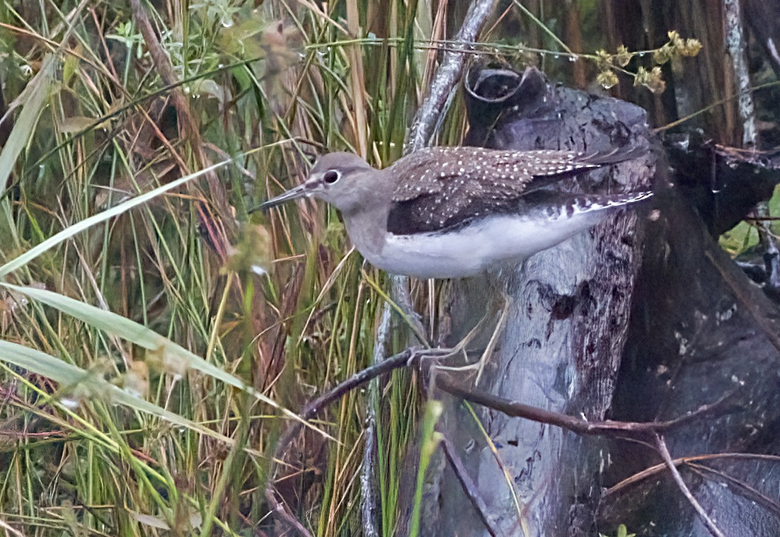 Solitary Sandpiper - ML641574068