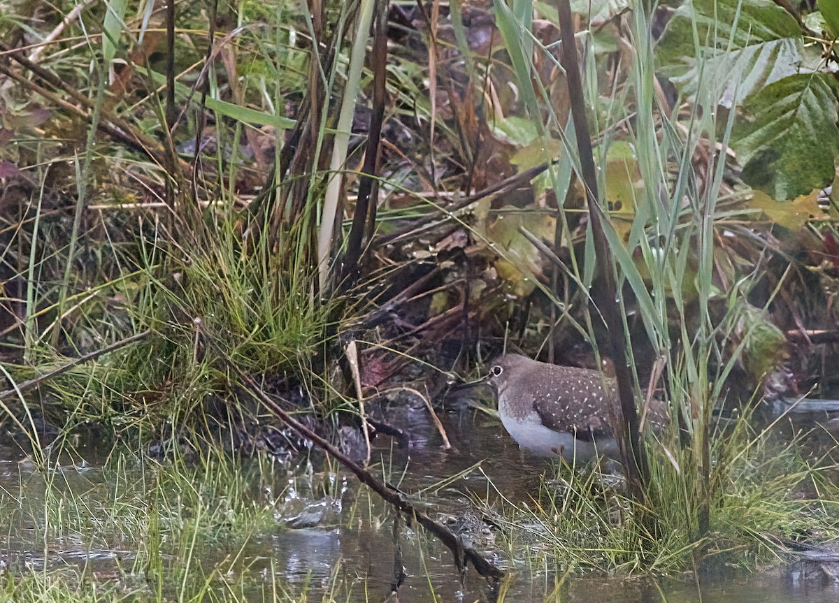 Solitary Sandpiper - ML641574070