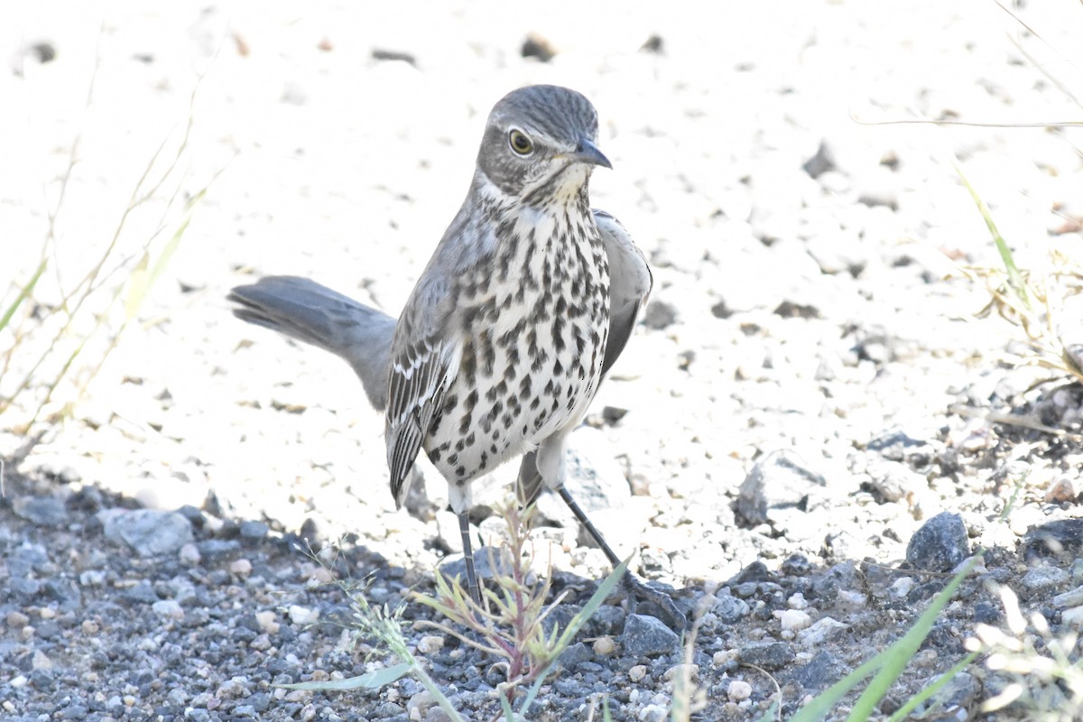 Sage Thrasher - ML641574074