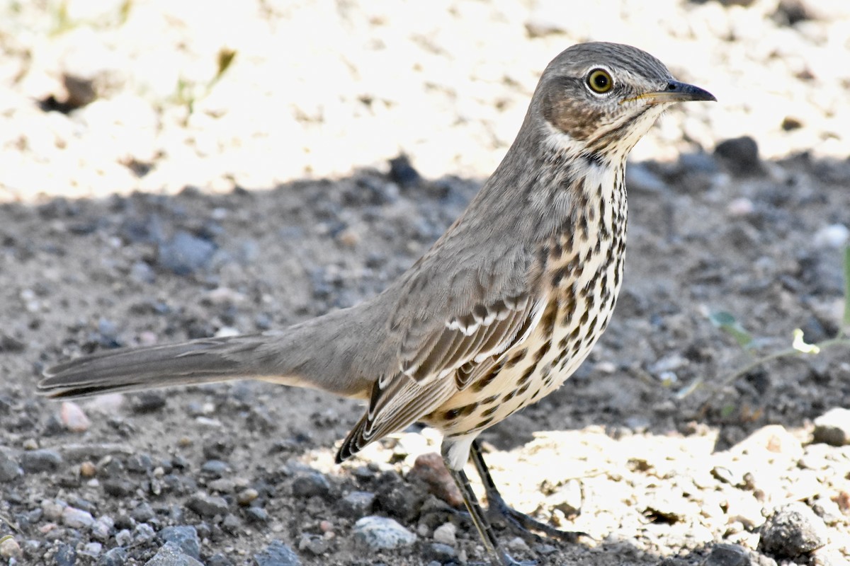 Sage Thrasher - ML641574075