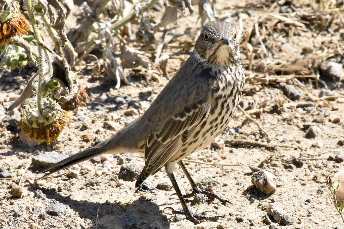 Sage Thrasher - ML641574076