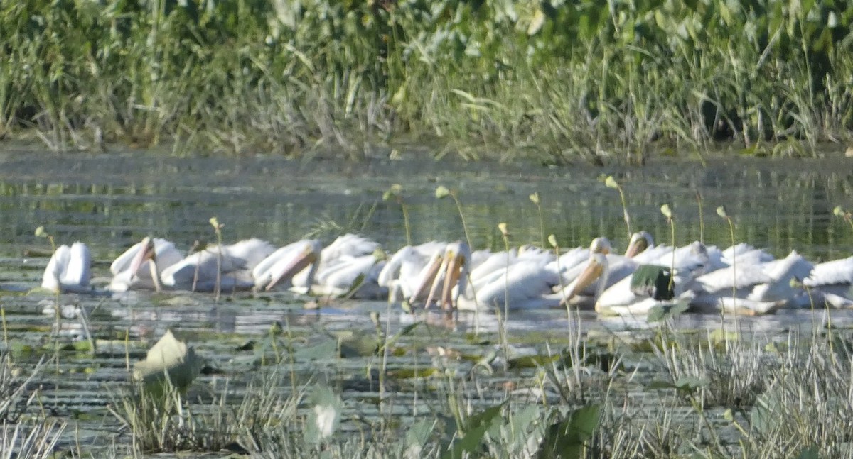 American White Pelican - ML641574140