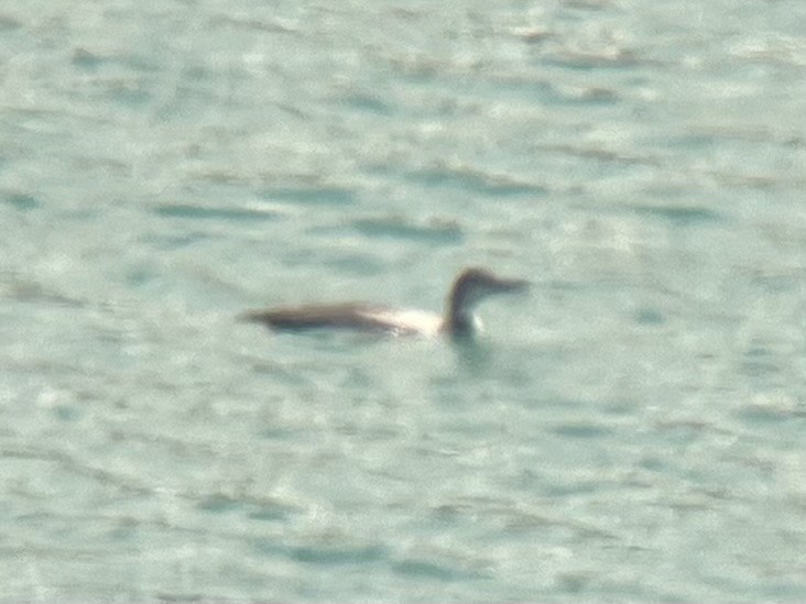 Common Loon - ML641574202