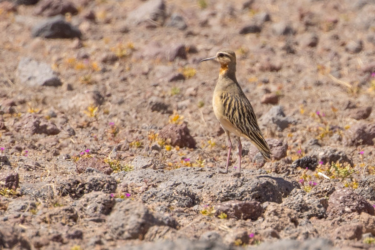 Tawny-throated Dotterel - ML641574207