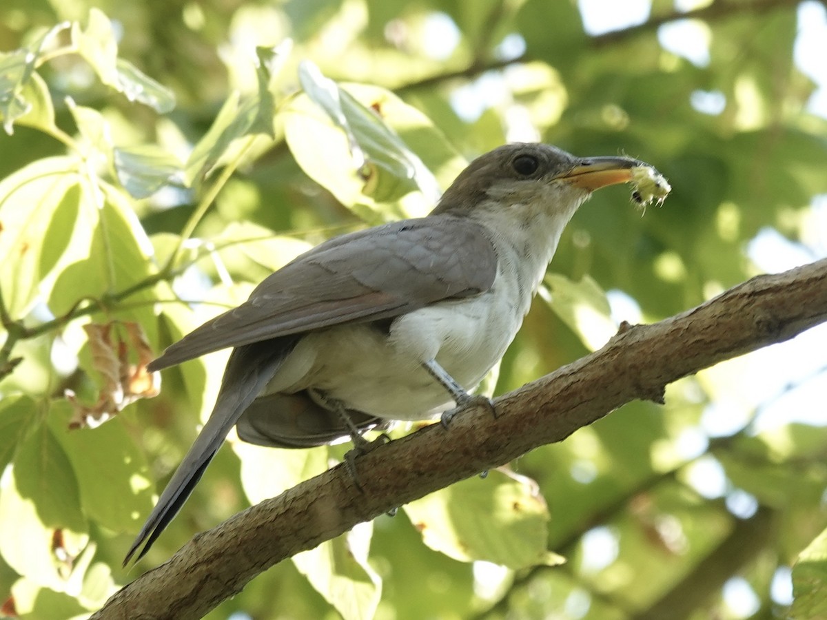 Yellow-billed Cuckoo - ML641574221