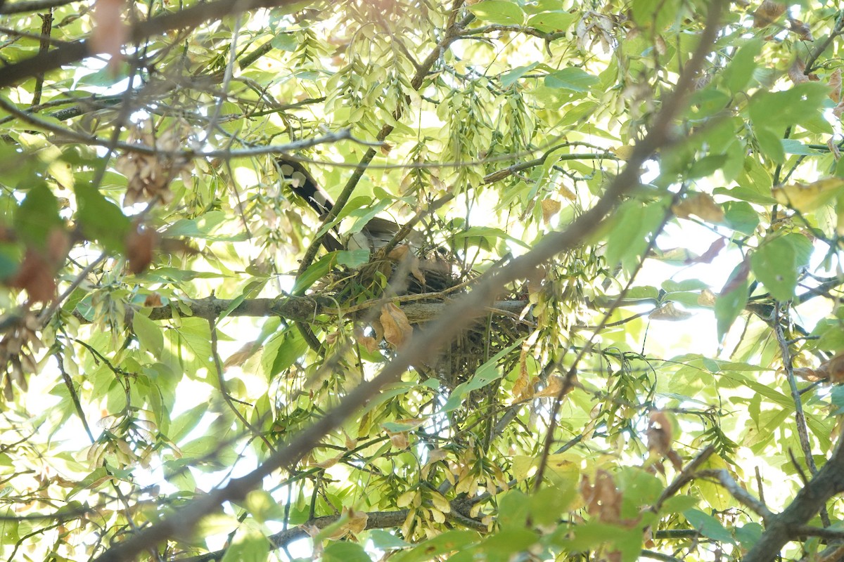 Yellow-billed Cuckoo - ML641574223