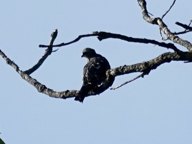 Mississippi Kite - ML641574239