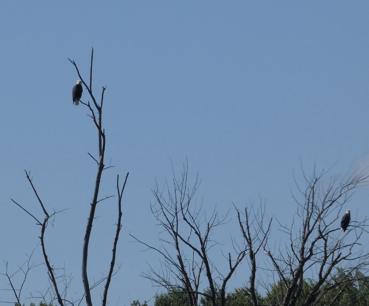 Bald Eagle - ML641574241