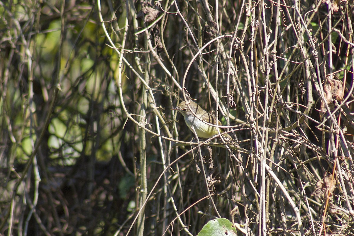 Fulvous-crowned Scrub-Tyrant - ML641574301
