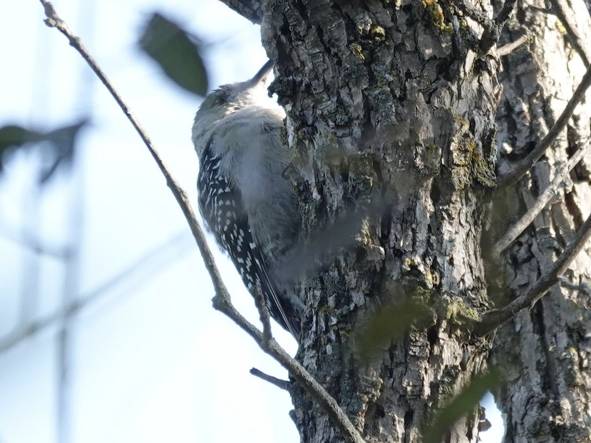 Red-bellied Woodpecker - ML641574378