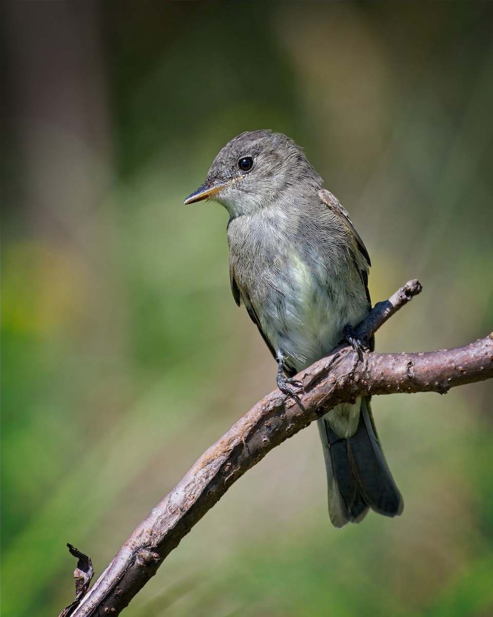 Eastern Wood-Pewee - ML641574386