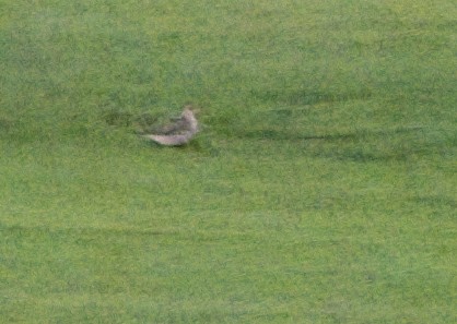Upland Sandpiper - ML641574436